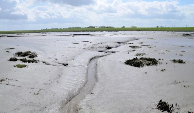 Vogelschau und Wattknistern Nordsee: Was den Langwarder Groden so besonders macht