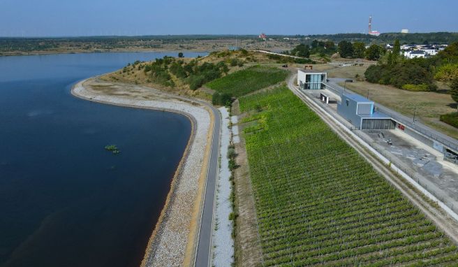 Die Weinberge vom Unternehmen Weinbau Wobar an den IBA-Terrassen am Großräschener See. Auf dem Weinberg an den IBA-Terrassen wachsen seit 2012 Rebstöcke in drei verschiedenen Sorten.