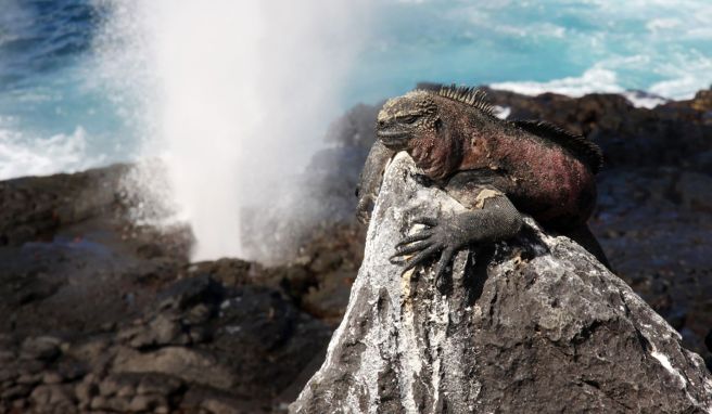 Ab Sommer Touristengebühr auf Galapagos-Inseln verdoppelt sich