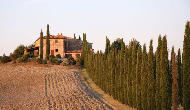 Weine von Weltruf  Wie die «Super Tuscans» die Winzer der Toskana retteten