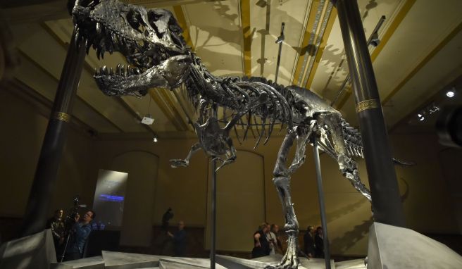 Star des Naturkundemuseums  Dinosaurier-Skelett Tristan Otto kommt nach Berlin zurück