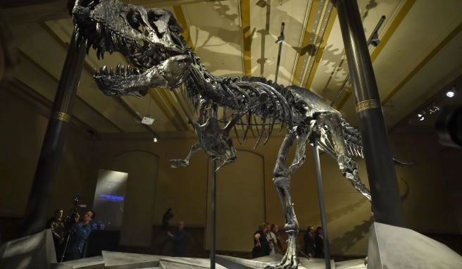Star des Naturkundemuseums Dinosaurier-Skelett Tristan Otto kommt nach Berlin zurück