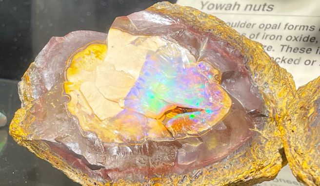 Ein unbearbeiteter Opal, der von seinem Muttergestein umgeben ist, sticht als Exponat der National Opal Collection hervor.