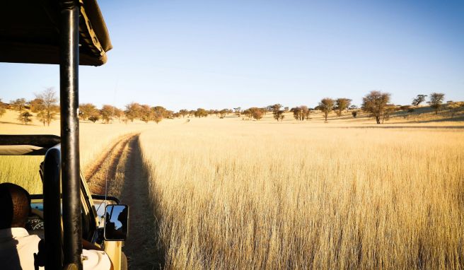 Unterwegs in der Kalahari: Auch gegen das Coronavirus geimpfte Namibia-Reisende müssen bei der Einreise einen negativen PCR-Test vorlegen können. 