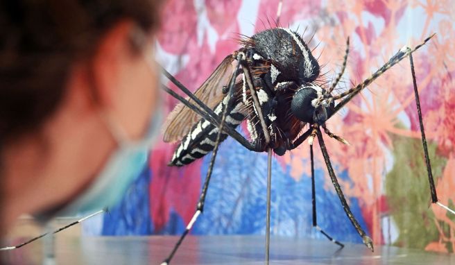 Gesundheit: Das Zika-Virus breitet sich weiter in den Tro...
