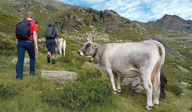 Beim Wandern in den Bergen steht schon mal ein Rind auf dem Weg - mit Ruhe und etwas Abstand bleibt die Begegnung aber in guter Erinnerung.