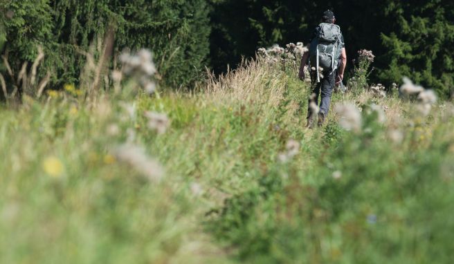 Ein Wanderer geht in der Nähe von Altenau im Oberharz über einen schmalen, zugewachsenen Wanderweg. Häufig nutzen Menschen illegale Wanderwege, die sie in Apps finden.