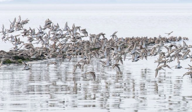 «Watt für's Ohr» Wattenmeer soll mit Audioguide erlebbar werden