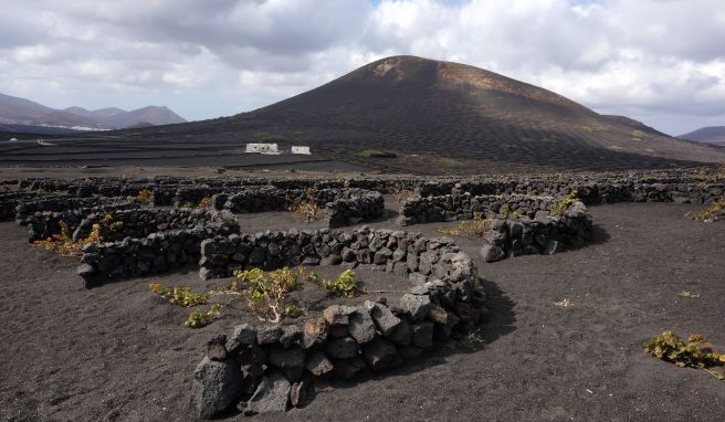Kanaren-Urlaub: Die Aromen der Vulkaninsel Lanzarote