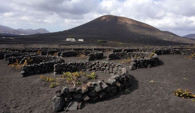 Kanaren kulinarisch  Die Aromen der Vulkaninsel Lanzarote