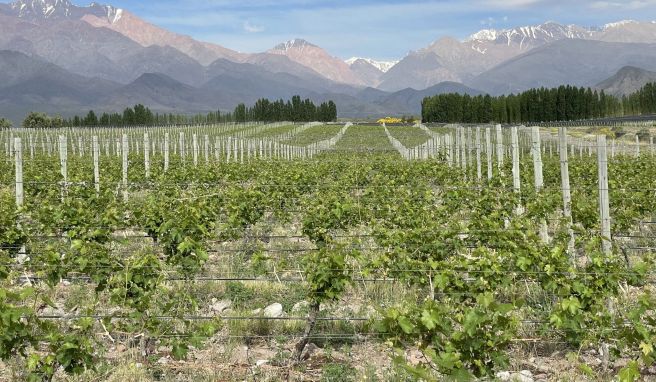 Trauben mit Kulisse: Die Weinreben der Bodega Casa de Uco liegen am Fuße der Anden.