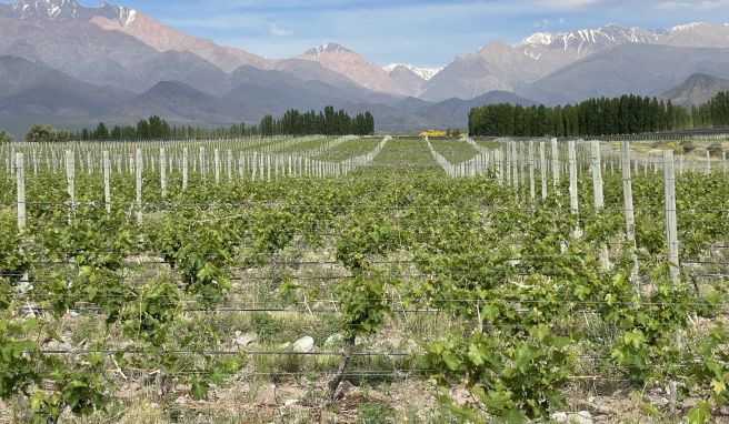 Südamerika Bodega-Tour mit Supersteak: In Argentiniens Top-Weingebiet