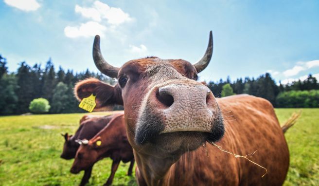 Mit ihnen fing in Kleinwendern alles an: das Rote Höhenvieh. 