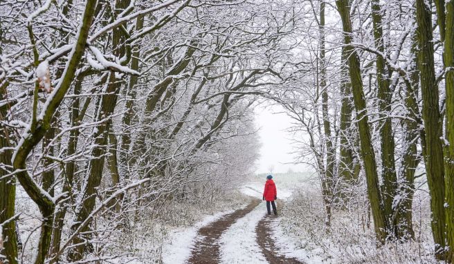 Milde Temperaturen stören den Wintersport im Thüringer Wald und verunreinigen die Wege durch Nadeln und Steine.