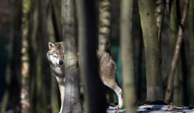 In einem Freigehege wie diesem ist die Wahrscheinlichkeit hoch, dass man einen Wolf sieht. Anders in freier Wildbahn: Selbst bei einer mehrtägigen Wolfswanderung bekommt man unter Umständen keinen Wolf zu Gesicht. In einem Freigehege wie diesem ist die Wahrscheinlichkeit hoch, dass man einen Wolf sieht. Anders in freier Wildbahn: Selbst bei einer mehrtägigen Wolfswanderung bekommt man unter Umständen keinen Wolf zu Gesicht.