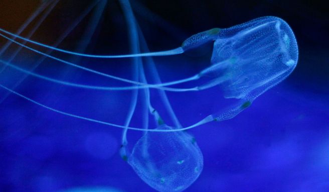 Zwei Würfelquallen beim Schwimmen im Two Oceans Aquarium. Sie gehören zur Gruppe der Seewespen. Diese gelten als die giftigsten Tiere der Welt. Ihre Nesselzellen können einen Menschen innerhalb weniger Minuten töten. 