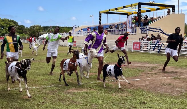 Brauchtum an «Osterdienstag» ist das Ziegenrennen in Buccoo.
