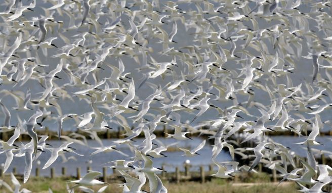 Zugvogeltage locken im Oktober ans Wattenmeer