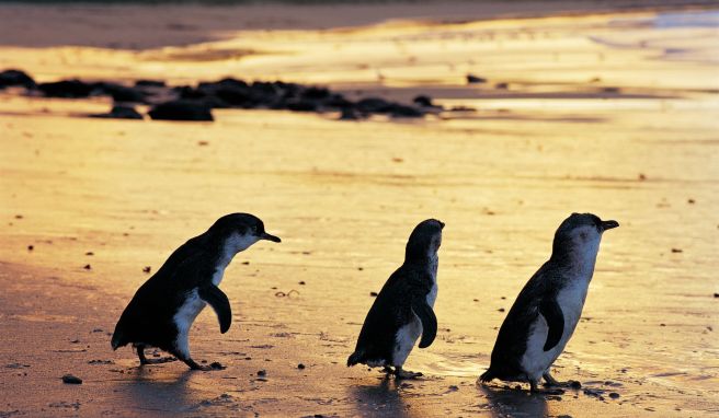 Klein, aber mitteilungsbedürftig: Die Zwergpinguine auf Phillip Island sorgen in der Dämmerung für ordentlich Geschnatter am Strand.