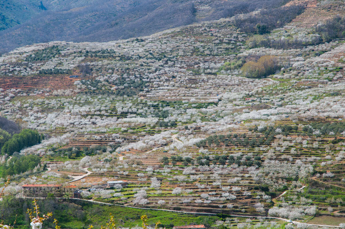Cerezo_en_Flor_Valle_del_Jerte_2_1