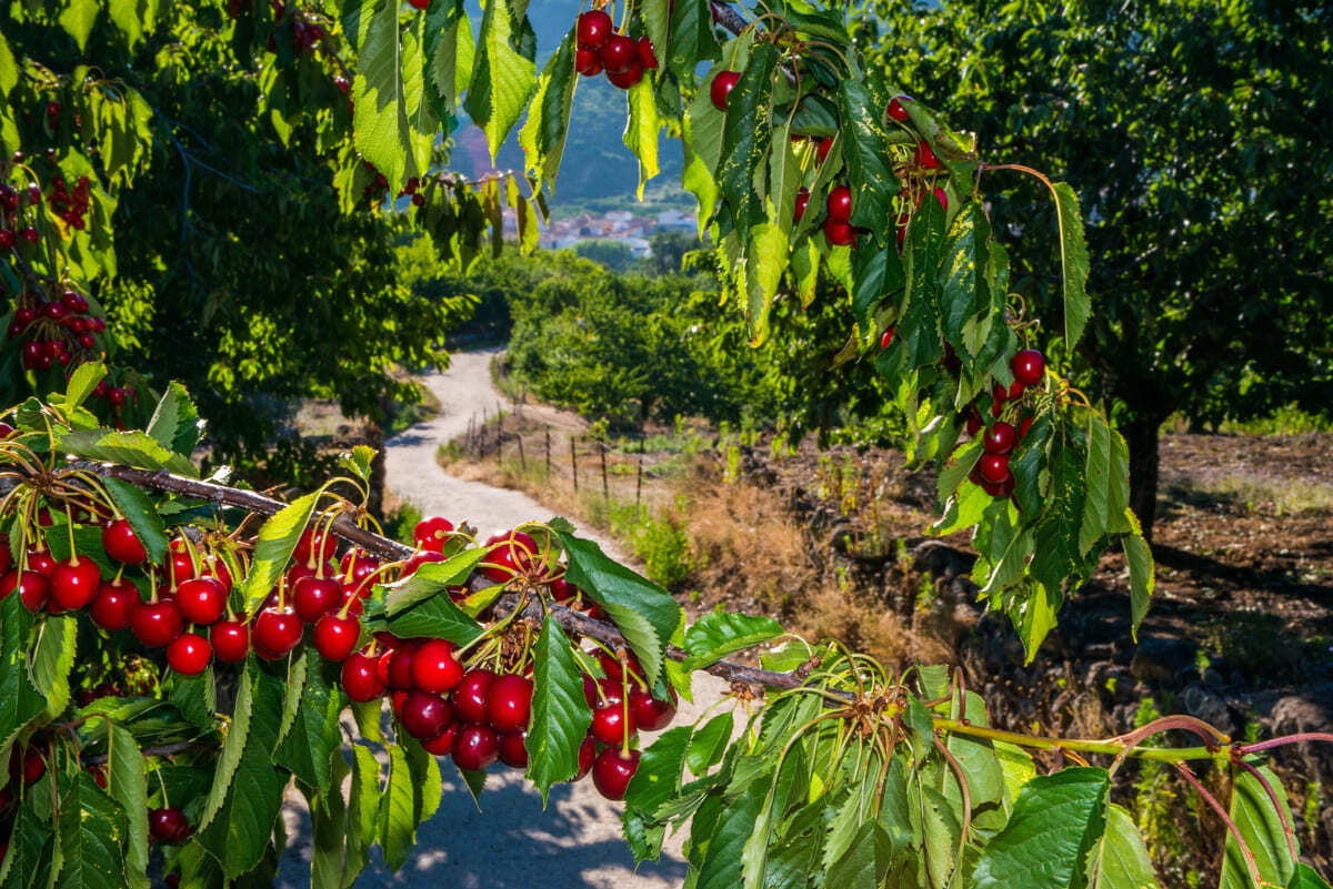 La_Cerecera._Valle_del_Jerte_11_1