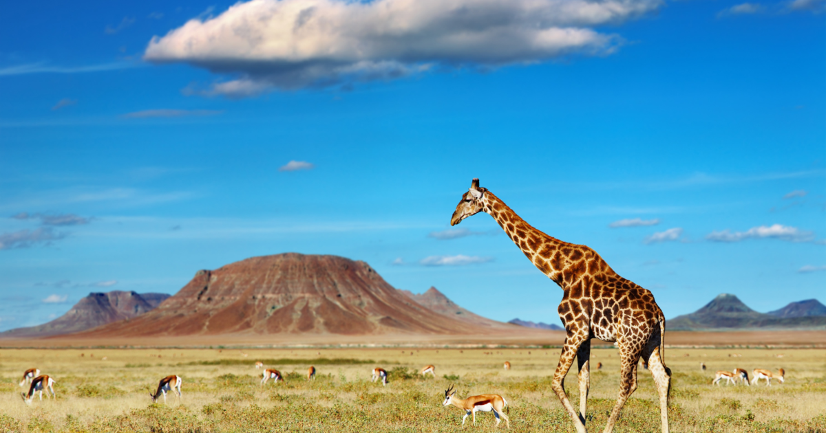 Safariziele Afrika BildCanva 