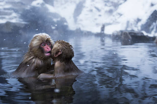 SnowMonkeys