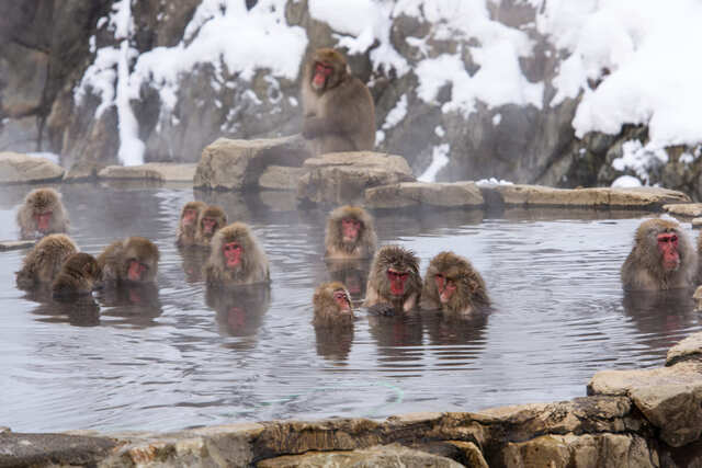 SnowMonkeys2_Kopie