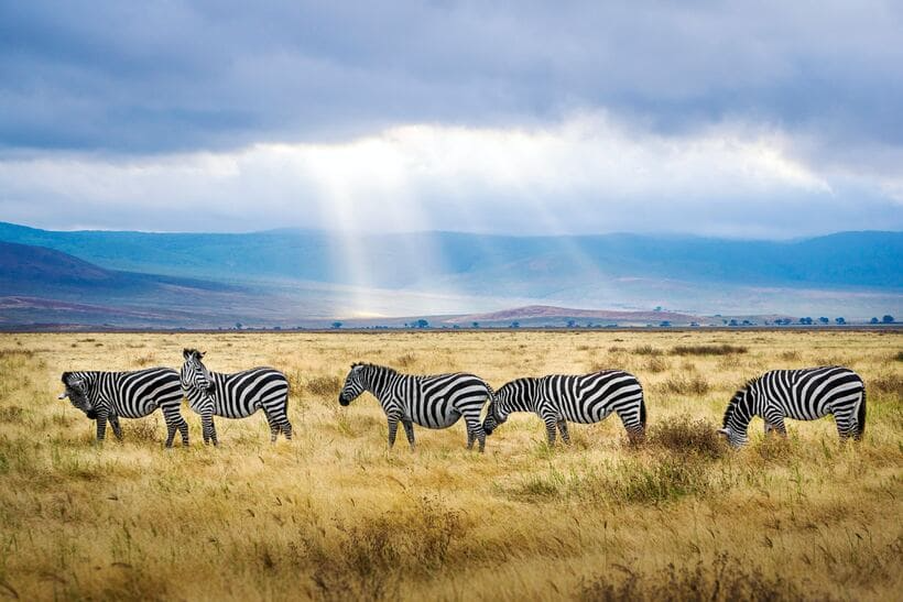  Zebras im Ngorongoro-Krater in Tansania 