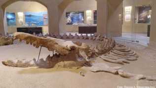 Im Museum von Wadi El-Hitan sind besondere Fossilien aus dem ehemaligen Meer zu sehen - etwa das laut Museumsangaben größte intakt gefundene Skelett eines Basilosaurus isis. Der Ur-Wal ist ausgestorben Im Museum von Wadi El-Hitan sind besondere Fossilien aus dem ehemaligen Meer zu sehen - etwa das laut Museumsangaben größte intakt gefundene Skelett eines Basilosaurus isis. Der Ur-Wal ist ausgestorben