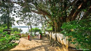 Bodhi Baum, Sri Lanka Bodhi Baum, Sri Lanka