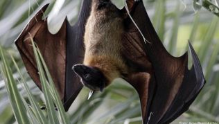Flughunde sind laut Weltgesundheitsorganisation (WHO) die natürlichen Wirte des Nipah-Virus, an dem Menschen und Tiere schwer erkranken können Flughunde sind laut Weltgesundheitsorganisation (WHO) die natürlichen Wirte des Nipah-Virus, an dem Menschen und Tiere schwer erkranken können