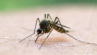 Durch Mücken übertragbar: Die Gelbfiebersaison in Brasilien dauert etwa von Dezember bis Mai Durch Mücken übertragbar: Die Gelbfiebersaison in Brasilien dauert etwa von Dezember bis Mai