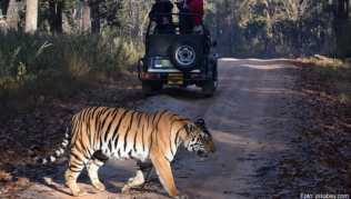 Fotojagd auf den Tiger: Nach langem Suchen, viel Geduld und etwas Glück kommt das Tier vor die Linse##Foto: pixabay.com Fotojagd auf den Tiger: Nach langem Suchen, viel Geduld und etwas Glück kommt das Tier vor die Linse