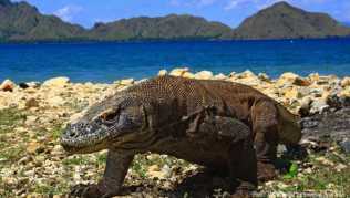 Komodo-Warane sind die größten Echsen der Welt - der Besuch des gleichnamigen Nationalparks soll nun richtig teuer werden Komodo-Warane sind die größten Echsen der Welt - der Besuch des gleichnamigen Nationalparks soll nun richtig teuer werden