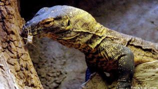 Aufgrund ihres Aussehens werden Komodo-Warane auch Komodo-Drachen genannt Aufgrund ihres Aussehens werden Komodo-Warane auch Komodo-Drachen genannt
