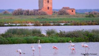 Flamingos im Podelta Flamingos im Podelta