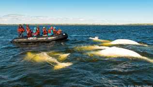 Neugierige Belugas umlagern ein Schlauchboot mit Touristen Neugierige Belugas umlagern ein Schlauchboot mit Touristen