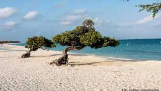 Aruba, wie man sich die Karibik vorstellt: der Eagle Beach mit den beiden berühmten Fofoti-Bäumen Aruba, wie man sich die Karibik vorstellt: der Eagle Beach mit den beiden berühmten Fofoti-Bäumen