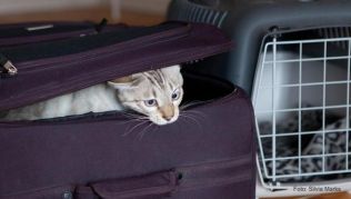 Katze in den Koffer stecken? Nein, so einfach gehen Tiere nicht auf eine Flugreise - Besitzer müssen einiges beachten. Katze in den Koffer stecken? Nein, so einfach gehen Tiere nicht auf eine Flugreise - Besitzer müssen einiges beachten.