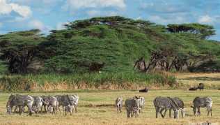 Eine Gruppe von Grevy-Zebras weidet in Sichtweite einiger Steppenbüffel Eine Gruppe von Grevy-Zebras weidet in Sichtweite einiger Steppenbüffel