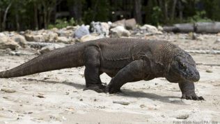Ein Komodowaran im Komodo Island Nationalpark Ein Komodowaran im Komodo Island Nationalpark