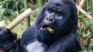 Touristen können die Gorillas im Virunga-Nationalpark besuchen - doch nun wurde der Park wegen Sicherheitsbedenken vorübergehend geschlossen. Touristen können die Gorillas im Virunga-Nationalpark besuchen - doch nun wurde der Park wegen Sicherheitsbedenken vorübergehend geschlossen.