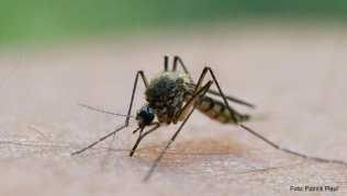 In Lateinamerika und Karibik sollten sich Reisende vor Mücken in Acht nehmen. Sie könnten das Dengue-Fieber übertragen In Lateinamerika und Karibik sollten sich Reisende vor Mücken in Acht nehmen. Sie könnten das Dengue-Fieber übertragen