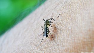 Malaria Malaria