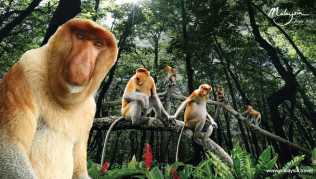 Der tropische Urwald Taman Negara ist ein Eldorado für Naturfreunde und Aktivurlauber