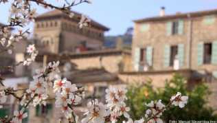 Frühlingshaftes Ambiente im Februar auf Mallorca: blühende Mandelbäume in Valldemossa Frühlingshaftes Ambiente im Februar auf Mallorca: blühende Mandelbäume in Valldemossa