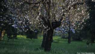 Auf Mallorca hat die Mandelblüte 2020 in vielen Regionen deutlich früher begonnen als gewöhnlich Auf Mallorca hat die Mandelblüte 2020 in vielen Regionen deutlich früher begonnen als gewöhnlich