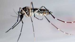 Mücken übertragen das Dengue-Fieber Mücken übertragen das Dengue-Fieber