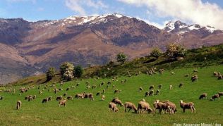 Schafe in der Nähe von Queenstown: Insbesondere die abwechslungsreiche Landschaft ist für viele ein Anreiz, um nach Neuseeland zu reisen Schafe in der Nähe von Queenstown: Insbesondere die abwechslungsreiche Landschaft ist für viele ein Anreiz, um nach Neuseeland zu reisen